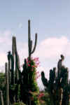 CactusFlowers.jpg (35548 bytes)
